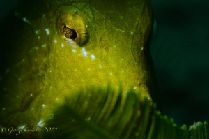 Juvenile trunk shot with a D300, 105mm and fiber optic sn... by George Ordenes 